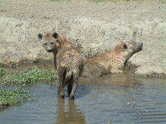 15-Bathing hyenas